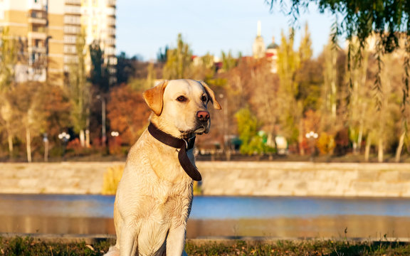 Portrait of a Golden Retriever on the river bank in the morning city Park.