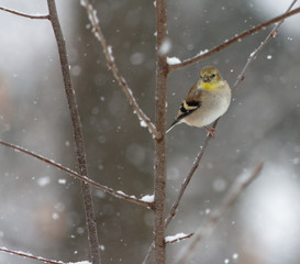 Goldfinch in snowstorm in woods looking at feeder