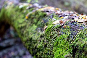Moss on Log