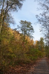 Fototapeta premium Waldweg führt durch herbstlichen Mischwald