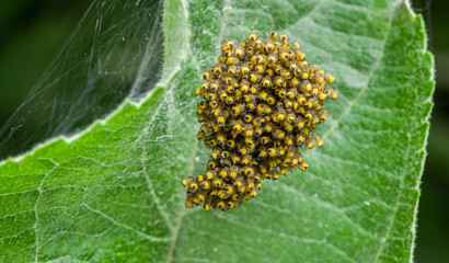 Spider's nest. Several hundred young spiders sit in a nest of cobwebs. Selective focus.
