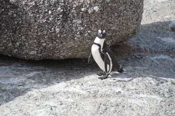 Pinguine