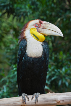 Plain-pouched Hornbill On Branch