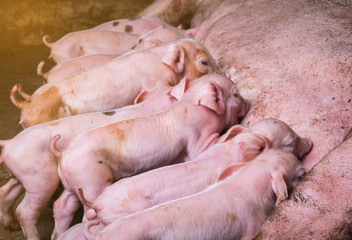 Newborn piglets suckling