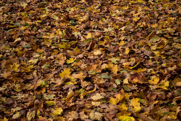 Colorful autumn leaves on the ground