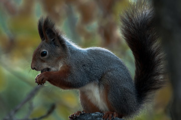 Naklejka na ściany i meble A beautiful squirrel in autumn