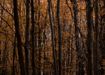 Colorful forest during autumn