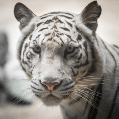 Close up of white tiger