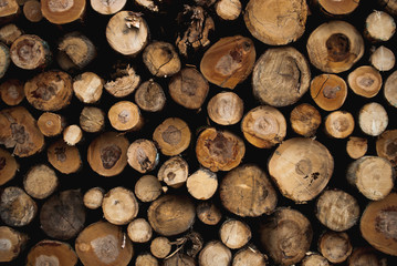 Fototapeta premium Stacked up round logs