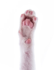 cats paw isolated on white background