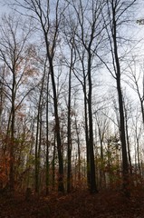 Herbstwald im November