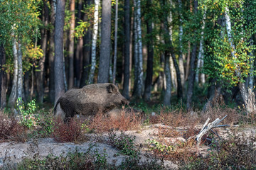 Male Wild-boar in autumn forest