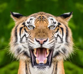 Foto auf Acrylglas Antireflex Tiger face close up © sattapapan tratong