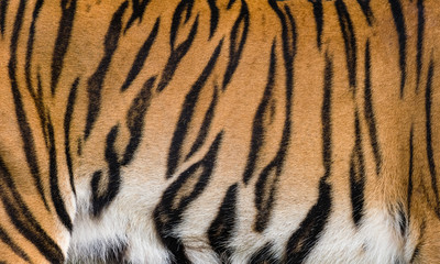 Real tiger skin