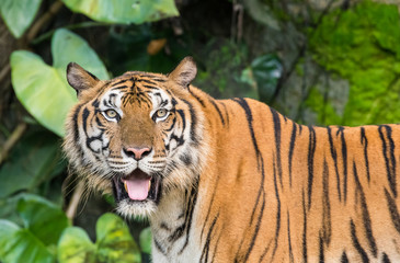 Obraz premium Bengal tiger in the wild