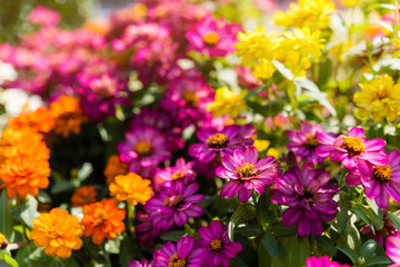 Fototapeta premium Creeping Cynia Różowy lub Zinnia Angustifolia kwiat w ogrodzie