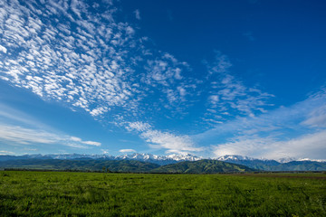 Fototapeta na wymiar Green summer pasture and snowy peaks in the background