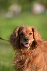 red-haired English cocker spaniel
