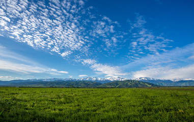 Green summer pasture and snowy peaks in the background