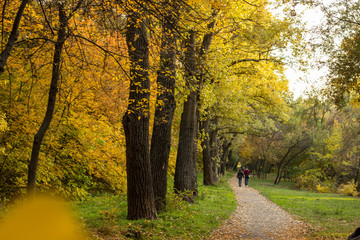 Fototapeta na wymiar Beautiful autumn park in which people walk