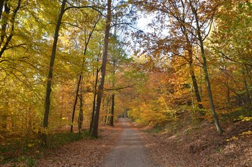 Bunter Herbstwald mit Weg