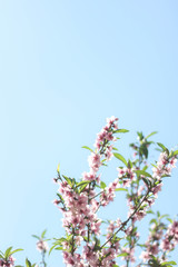 pink flowers on background of blue sky