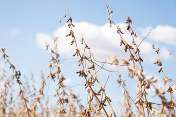 Soybeans in close-up