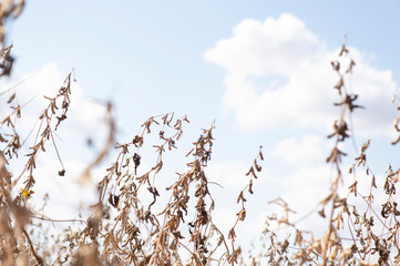 Soybeans in close-up