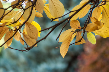 closeup of sun light in autumnal leaves in public garden
