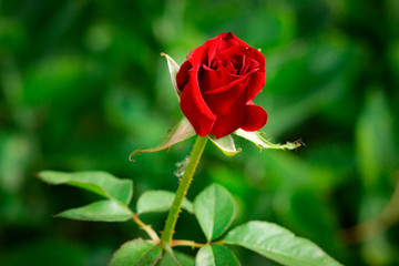fresh red rose bud