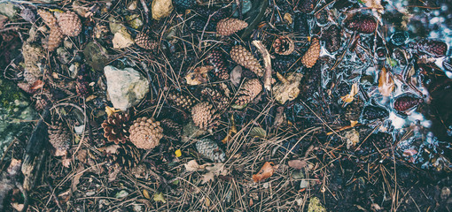 Fallen pine cones on the ground.