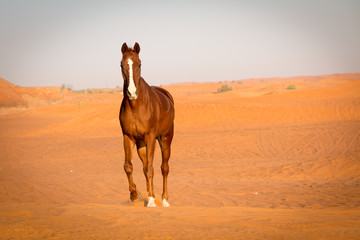 Pferd in Wüste