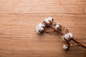 cotton on the table