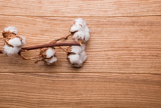 cotton on the table