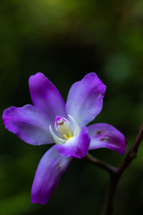 Obraz premium Flores