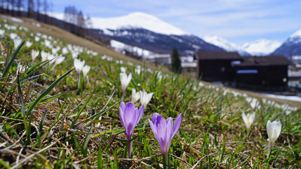 Frühling in Livigno