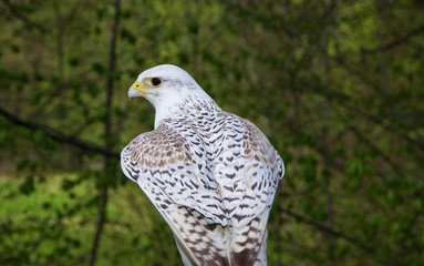 GREIFVÖGEL - Gerfalke