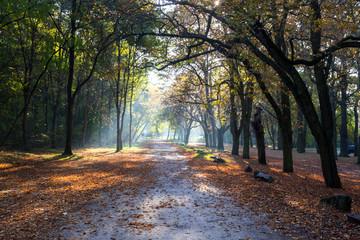 colours of the autumn and sunlight and the shadows in the park