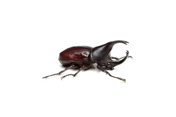A rhinoceros beetle isolated on white background
