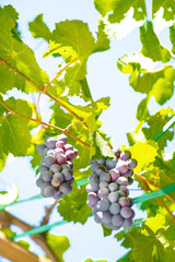 grapes on the branch in spring time