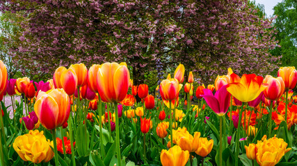 Blüten vor blühendem Baum