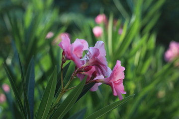papillon sur laurier