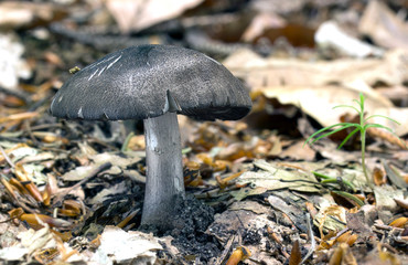 Mushrooms in the woods