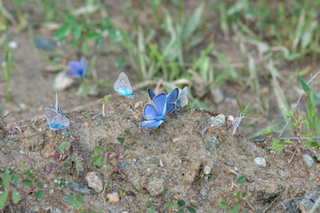 blue flowers in spring