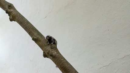 View of one marmoset monkey in a tree in Leblon neighborhood, Rio de Janeiro city, Brazil. callithrix jacchus 
