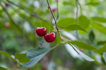Cherries on the tree