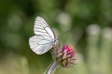 Pieridae / Alıç Kelebeği / Black-veined White / Aporia crataegi