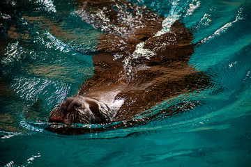 Obraz premium Seelöwe schwimmt
