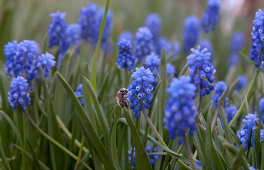 Blue flowers with bee