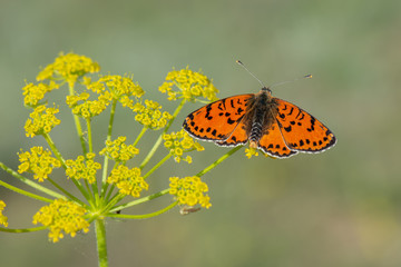 Nymphalidae / Benekli İparhan / / Melitaea didyma